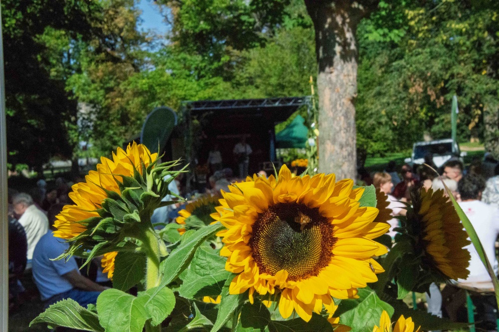 Bild vom Sonnenblumenfest 2025 mit Fokus auf zwei Sonnenblumen im Vordergrund.